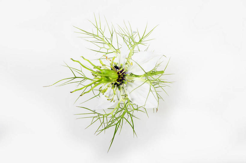 无人,横图,俯视,室内,特写,白天,白色背景,餐桌,桌子,蔬菜,叶子,阴影,新鲜,反射,影子,香菜,食品,绿叶,食物,嫩叶,摄影,有机食品,绿色食品,影棚,餐台,胡菜,香荽,原荽,园荽,芫荽,胡荽,莞荽,芫茜,芫蓿,莚葛草,莚荽菜,叶,叶片,彩图,高角度拍摄,影棚拍摄,拍摄