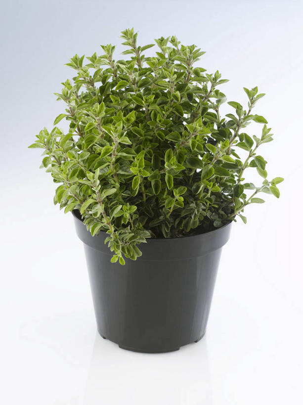 无人,竖图,俯视,室内,特写,白天,餐桌,桌子,花瓶,叶子,阴影,灰色背景,反射,影子,陶瓷,绿叶,陶瓷制品,一个,黑色,瓶子,嫩叶,摄影,影棚,单个,餐台,牛至,滇香蕾,土香薷,荆芥,香薷,奥勒冈草,白花土荆芥,白花茵陈,川香薷,俄力冈叶,减脂叶,满山香,蘑菇草,披萨草,银薄荷,止痢草,叶,叶片,彩图,高角度拍摄,影棚拍摄,拍摄