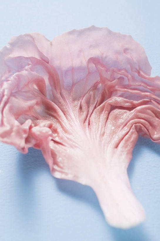 无人,竖图,俯视,室内,特写,白天,餐桌,桌子,蔬菜,叶子,一片,阴影,蓝色背景,新鲜,反射,影子,菊苣,食品,绿叶,药草,食物,紫色,嫩叶,摄影,有机食品,绿色食品,影棚,餐台,药材,叶,叶片,彩图,高角度拍摄,影棚拍摄,拍摄