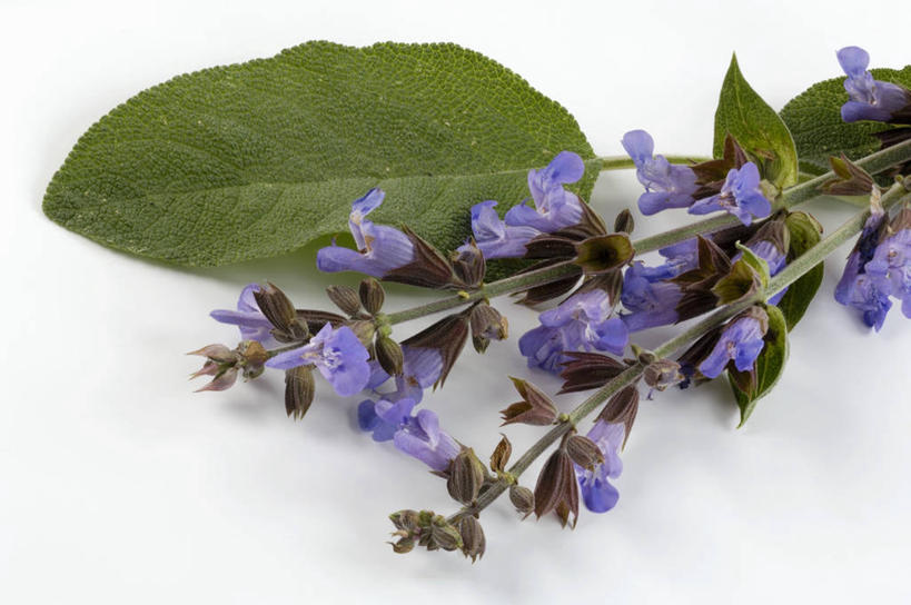 无人,家庭,横图,俯视,室内,特写,白天,白色背景,智慧,餐桌,桌子,叶子,阴影,朦胧,模糊,盛开,反射,影子,绿叶,花蕾,花,花瓣,花朵,鲜花,紫色,花苞,花蕊,嫩叶,摄影,影棚,餐台,鼠尾草,理性,叶,叶片,彩图,高角度拍摄,影棚拍摄,拍摄