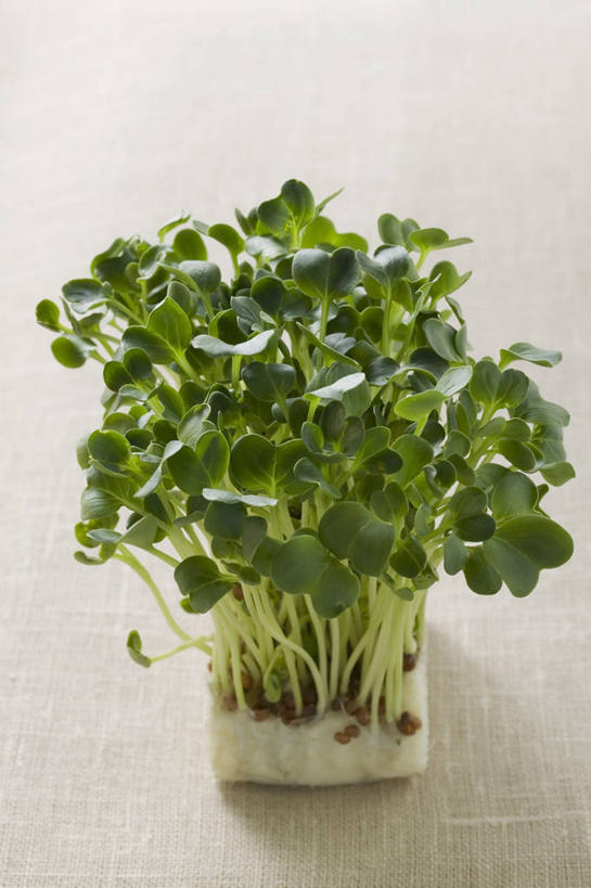 无人,竖图,俯视,室内,特写,白天,餐桌,桌子,芹菜,蔬菜,叶子,阴影,灰色背景,新鲜,反射,影子,纸盒,食品,绿叶,盒子,食物,一个,包装盒,嫩叶,摄影,有机食品,绿色食品,影棚,单个,餐台,根芹菜,根洋芹,球根塘蒿,叶,叶片,药芹,水芹,旱芹,彩图,高角度拍摄,影棚拍摄,拍摄