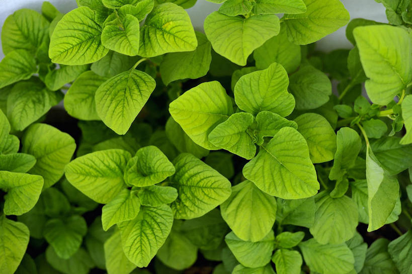 无人,横图,俯视,室内,特写,白天,植物,餐桌,桌子,菠菜,蔬菜,叶子,阴影,新鲜,反射,纹理,影子,食品,绿叶,食物,绿色,嫩叶,有机食品,绿色食品,餐台,肌理,叶,叶片,叶脉,鹦鹉菜,鼠根菜,角菜,红嘴绿鹦哥,赤根菜,菠薐菜,波斯草,彩图,高角度拍摄