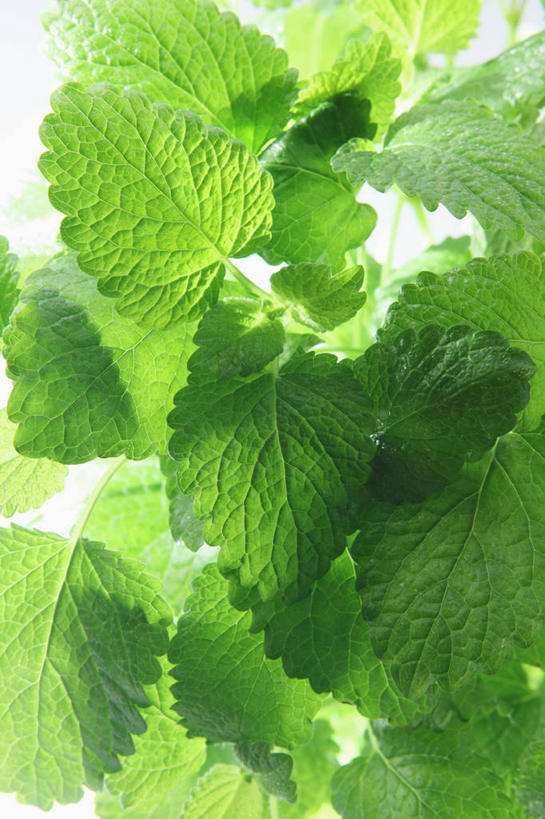 无人,竖图,俯视,室内,特写,白天,白色背景,植物,餐桌,桌子,叶子,阴影,反射,纹理,影子,绿叶,草药,药草,中药,绿色,嫩叶,摄影,影棚,餐台,药材,中草药,蜜蜂花,中药材,本草,肌理,鼻血草,叶,叶片,叶脉,彩图,高角度拍摄,影棚拍摄,拍摄