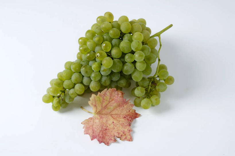 无人,横图,俯视,室内,特写,白天,餐桌,桌子,葡萄,水果,叶子,一串,一片,阴影,新鲜,反射,影子,生食,食品,果实,枯叶,落叶,食物,绿色,摄影,有机食品,绿色食品,影棚,餐台,叶,叶片,山葫芦,蒲桃,草龙珠,彩图,高角度拍摄,影棚拍摄,拍摄