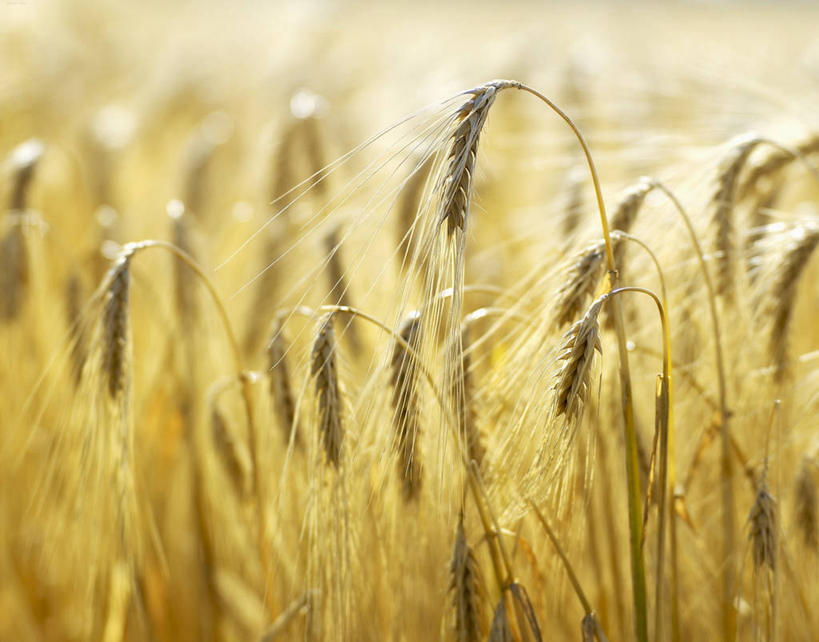 无人,农田,横图,室外,特写,白天,正面,庄稼,农作物,小麦,美景,阴影,丰富,丰收,朦胧,模糊,光线,影子,景观,谷物,丰盛,阳光,自然,景色,麦子,自然风光,丰登,丰硕,彩图,耕地,庄稼田