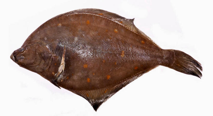 海鲜,无人,横图,俯视,室内,特写,白天,白色背景,桌面,桌子,比目鱼,一条,阴影,反射,木制,鱼,影子,水产,海洋生物,木制品,摄影,影棚,水生动物,海产品,水生物,海底动物,鲽鱼,彩图,高角度拍摄,全身,影棚拍摄,拍摄