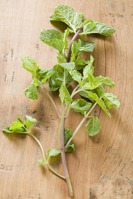 无人,竖图,俯视,室内,特写,白天,桌面,桌子,叶子,阴影,反射,木制,影子,薄荷,绿叶,银丹草,木制品,嫩叶,斑叶凤梨薄荷,苹果薄荷,夜息香,叶,叶片,彩图,高角度拍摄