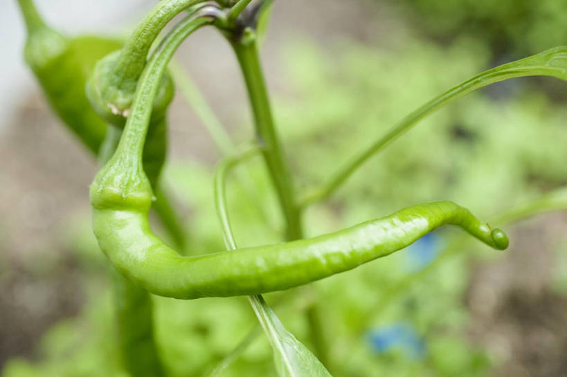 无人,农田,横图,俯视,室外,特写,白天,庄稼,农作物,蔬菜,阴影,丰富,丰收,朦胧,模糊,新鲜,光线,影子,青椒,食品,丰盛,食物,绿色,阳光,有机食品,绿色食品,大椒,菜椒,丰登,丰硕,甜椒,柿子椒,灯笼椒,彩图,高角度拍摄,耕地,庄稼田