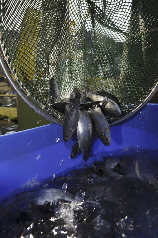 海鲜,无人,竖图,室外,特写,白天,正面,一堆,许多,堆叠,堆积,朦胧,模糊,鱼,桶,塑料,水产,鱼类,海洋生物,蓝色,容器,塑料制品,渔网,储藏,堆,渔具,塑料桶,储存,抓捕,水生动物,海产品,捕捞,鱼网,水生物,海底动物,拉网,捕捞工具,彩图,贮存