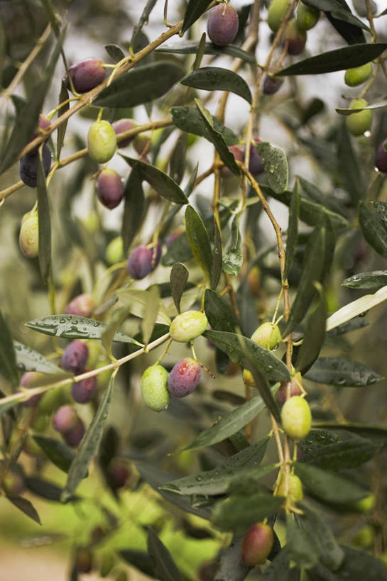 无人,竖图,室外,特写,白天,正面,植物,橄榄,水果,许多,吊挂,悬挂,阴影,朦胧,模糊,新鲜,反射,影子,生食,食品,果实,果树,挂,树,树木,食物,绿色,自然,有机食品,绿色食品,生长,成长,青果,白榄,彩图