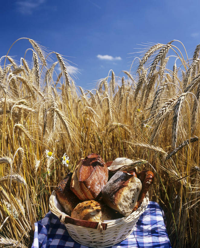 点心,面包,无人,农田,交叉,竖图,室外,白天,正面,农业,庄稼,农作物,竹子,阴影,竹制,丰收,编织,光线,篮子,影子,坐垫,稻田,云,云朵,食品,面点,云彩,食物,糕点,蓝色,白云,蓝天,天空,阳光,竹篮,天,收获,晴朗,竹条,交织,竹制品,小圆面包,野餐垫,野餐地毯,多功能毯,穿插,晴空,彩图,耕地,庄稼田