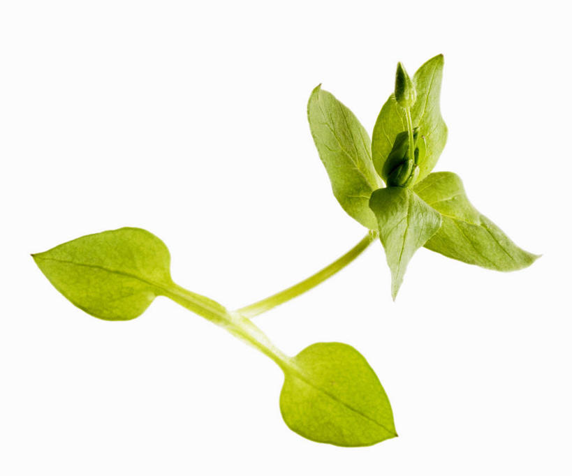 无人,横图,俯视,室内,特写,白天,白色背景,植物,桌面,桌子,叶子,阴影,反射,木制,影子,绿叶,草药,药草,中药,木制品,嫩叶,摄影,影棚,药材,中草药,中药材,本草,繁缕,滋草,鹅肠菜,和尚菜,乌云草,五爪龙,野墨菜,圆酸菜,叶,叶片,彩图,高角度拍摄,影棚拍摄,拍摄