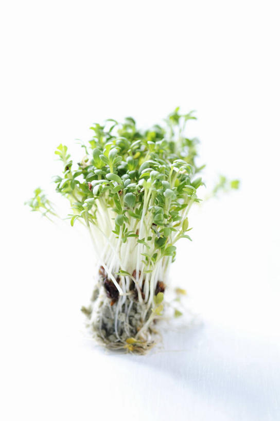 无人,竖图,俯视,室内,特写,白天,白色背景,桌面,桌子,芹菜,蔬菜,阴影,新鲜,反射,木制,影子,食品,食物,木制品,摄影,有机食品,绿色食品,影棚,根芹菜,根洋芹,球根塘蒿,药芹,水芹,旱芹,彩图,高角度拍摄,影棚拍摄,拍摄