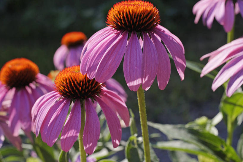 无人,横图,室外,特写,白天,正面,美景,叶子,阴影,朦胧,模糊,盛开,光线,影子,景观,绿叶,花蕾,花,花瓣,花朵,鲜花,粉色,阳光,自然,花苞,花蕊,嫩叶,景色,松果菊,自然风光,紫锥花,紫锥菊,放弃,懈怠,叶,叶片,彩图