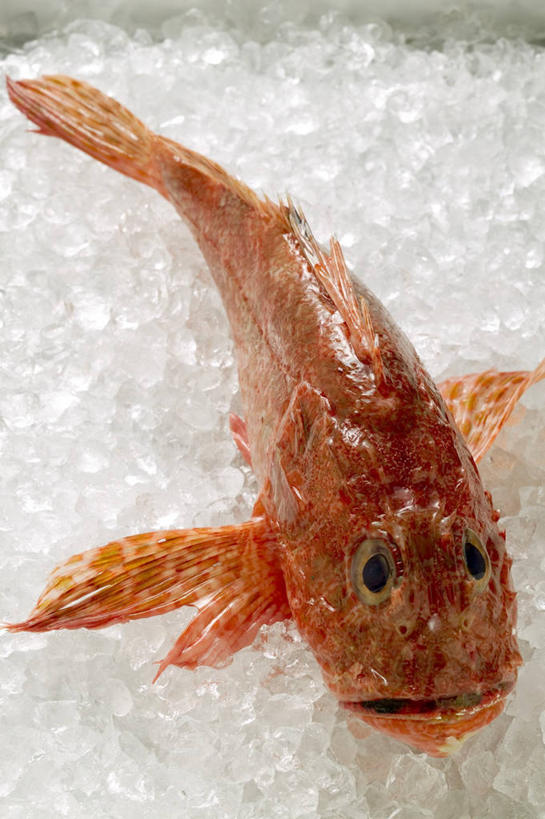 无人,竖图,俯视,室内,特写,白天,餐桌,桌子,一堆,一条,阴影,堆叠,堆积,反射,鱼,影子,冰,冰块,冷冻,鱼类,海洋生物,橙色,寒冷,冷藏,餐台,堆,冰冷,有毒,水生动物,水生物,海底动物,保鲜,蝎子鱼,彩图,高角度拍摄,全身