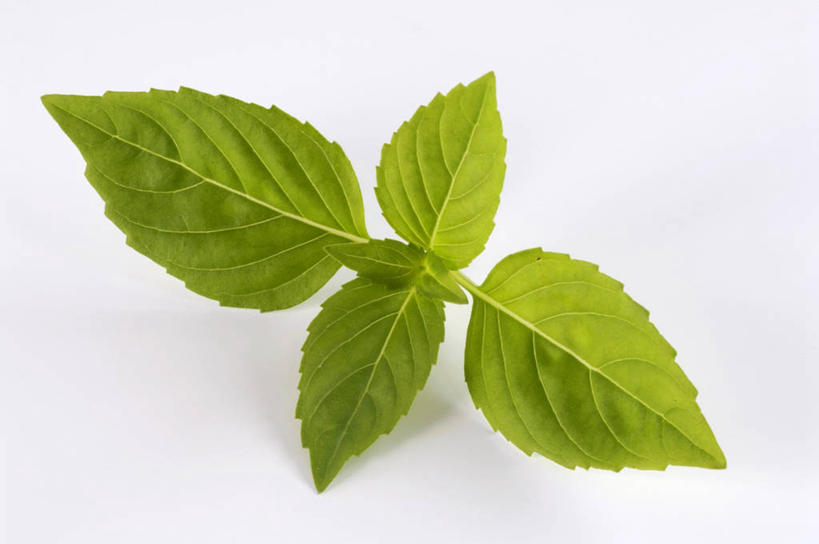 无人,横图,俯视,室内,特写,白天,白色背景,植物,餐桌,桌子,叶子,阴影,反射,影子,香料,绿叶,草药,中药,绿色,香草,嫩叶,摄影,影棚,餐台,罗勒,紫苏,药材,中草药,九层塔,圣约瑟夫草,甜罗勒,兰香,中药材,本草,叶,叶片,彩图,高角度拍摄,影棚拍摄,拍摄