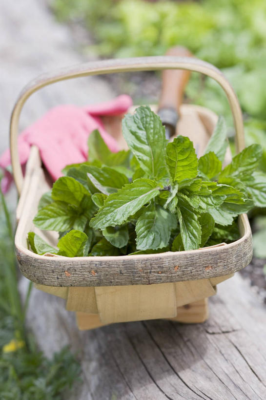 无人,交叉,竖图,俯视,室内,特写,白天,桌面,桌子,竹子,阴影,竹制,朦胧,模糊,编织,反射,木制,篮子,影子,薄荷,银丹草,一个,木制品,竹篮,摄影,影棚,单个,竹条,交织,竹制品,穿插,斑叶凤梨薄荷,苹果薄荷,夜息香,彩图,高角度拍摄,影棚拍摄,拍摄