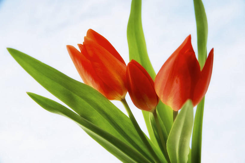 无人,横图,室内,特写,白天,白色背景,正面,爱情,郁金香,叶子,三朵,阴影,盛开,反射,影子,绿叶,祝福,花蕾,花,花瓣,花朵,鲜花,红色,花苞,花蕊,嫩叶,摄影,影棚,表白,荣誉,永恒,叶,叶片,郁香,洋荷花,草麝香,彩图,影棚拍摄,拍摄