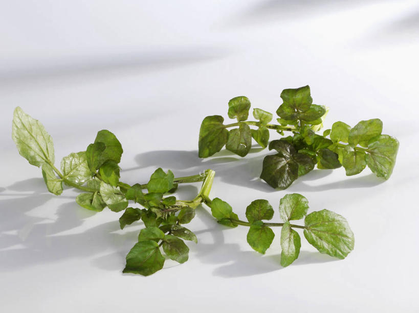 无人,横图,俯视,室内,特写,白天,白色背景,餐桌,桌子,蔬菜,叶子,阴影,朦胧,模糊,新鲜,反射,影子,食品,绿叶,食物,嫩叶,摄影,有机食品,绿色食品,影棚,餐台,豆瓣菜,水蔊菜,水田芥菜,水茼蒿,西洋菜,叶,叶片,彩图,高角度拍摄,影棚拍摄,拍摄