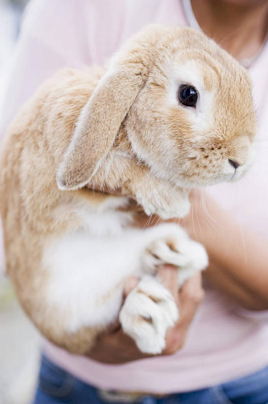 西方人,一个人,站,抱,竖图,室内,特写,白天,正面,哺乳动物,欧洲,欧洲人,仅一个年轻女性,仅一个女性,仅一个人,阴影,服装,朦胧,模糊,反射,兔子,影子,休闲装,一只,衣服,动物,站着,休闲,休闲服,服饰,抱着,兔,搂着,野兔,年轻女性,女人,女性,白种人,搂,搂抱,站立,半身,彩图