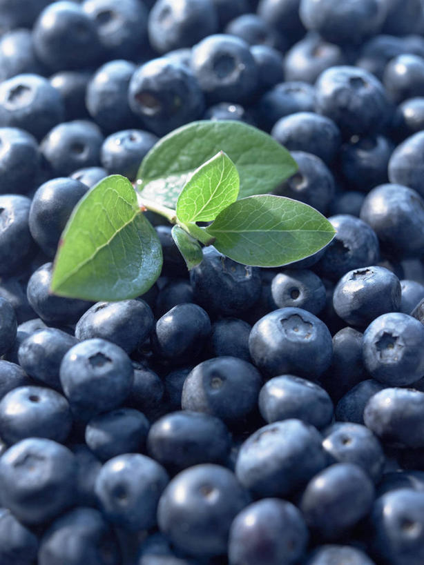 无人,竖图,俯视,室内,特写,白天,浆果,蓝莓,水果,叶子,一堆,许多,阴影,堆叠,堆积,新鲜,反射,影子,生食,食品,果实,绿叶,食物,蓝色,嫩叶,摄影,有机食品,绿色食品,影棚,堆,叶,叶片,山都柿,蓝浆果,蓝靛果,彩图,高角度拍摄,影棚拍摄,拍摄