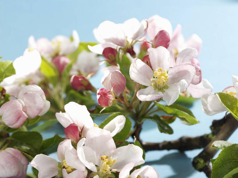 无人,横图,俯视,室内,特写,白天,植物,桌面,桌子,叶子,阴影,蓝色背景,美白,盛开,反射,木制,影子,绿叶,枝条,花蕾,花,花瓣,花朵,鲜花,树,树木,树枝,木制品,花苞,花蕊,嫩叶,清热,摄影,影棚,清香,苹果花,陷阱,解毒,明目,虬枝,枝杈,叶,叶片,彩图,高角度拍摄,影棚拍摄,拍摄