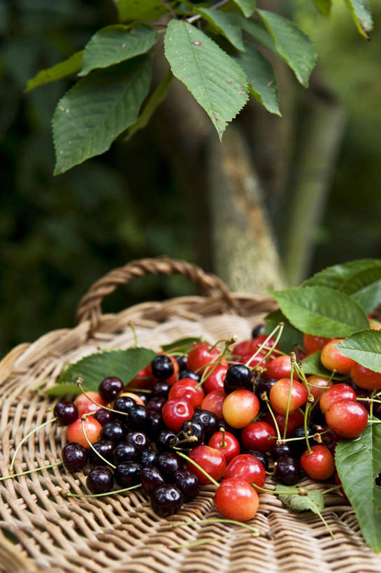 无人,竖图,俯视,室外,特写,白天,植物,樱桃,水果,叶子,一堆,许多,堆叠,堆积,朦胧,模糊,新鲜,篮子,纹理,生食,食品,果实,绿叶,很多,食物,绿色,嫩叶,有机食品,绿色食品,堆,肌理,食物篮,叶,叶片,叶脉,樱珠,莺桃,英桃,楔桃,牛桃,荆桃,彩图,高角度拍摄,野餐篮