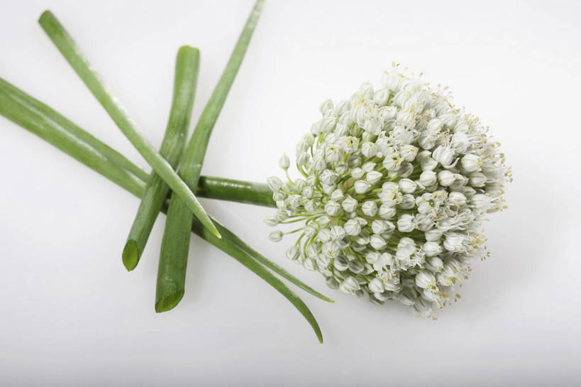 无人,横图,俯视,室内,特写,白天,白色背景,餐桌,桌子,蔬菜,阴影,新鲜,盛开,反射,影子,葱,青葱,食品,葱花,花蕾,花,花瓣,花朵,鲜花,食物,白色,花苞,花蕊,摄影,有机食品,绿色食品,影棚,餐台,彩图,高角度拍摄,影棚拍摄,拍摄