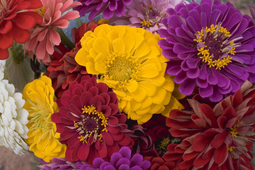 无人,横图,俯视,室内,特写,白天,爱情,阴影,盛开,反射,影子,鱼尾菊,花蕾,花,花瓣,花朵,鲜花,粉色,黄色,红色,紫色,花苞,花蕊,菊花,摄影,影棚,吉祥,高洁,长寿,怀恋,清净,真情,寿客,秋菊,彩图,高角度拍摄,影棚拍摄,拍摄