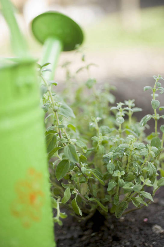 无人,农田,竖图,室外,特写,白天,正面,庄稼,农作物,朦胧,模糊,壶,洒水壶,水壶,一个,绿色,单个,牛至,滇香蕾,墨角兰,土香薷,浇水壶,荆芥,马郁兰草,香薷,奥勒冈草,白花土荆芥,白花茵陈,川香薷,俄力冈叶,减脂叶,满山香,蘑菇草,披萨草,银薄荷,止痢草,彩图,耕地,庄稼田
