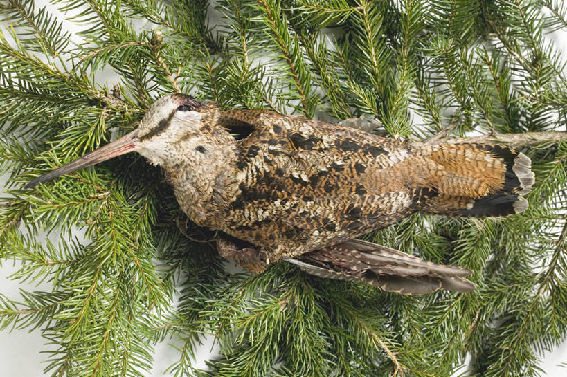 无人,闭眼,横图,俯视,室内,特写,白天,餐桌,桌子,鸟,叶子,阴影,反射,鸟类,影子,绿叶,一只,嫩叶,摄影,冬青,影棚,餐台,希望,死亡,生命,槲寄生,冻青,殒命,灭亡,丰饶,矶鹞,鹬,叶,叶片,闭眼睛,闭着眼,闭着眼睛,彩图,高角度拍摄,全身,影棚拍摄,拍摄