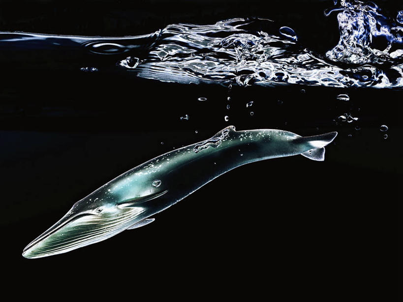 无人,横图,室内,特写,白天,侧面,水,哺乳动物,鲸鱼,一条,阴影,飞溅,黑色背景,溅,反射,液体,影子,水滴,海洋生物,水珠,动物,摄影,鲸,影棚,喷洒,水生动物,水生物,海底动物,鲸类,彩图,全身,影棚拍摄,拍摄