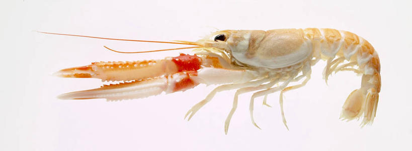 海鲜,无人,横图,俯视,室内,特写,白天,白色背景,阴影,反射,影子,虾,水产,海洋生物,一只,摄影,影棚,水生动物,海产品,水生物,海底动物,斑节对虾,斑节虾,日本对虾,竹节虾,彩图,高角度拍摄,全身,影棚拍摄,拍摄