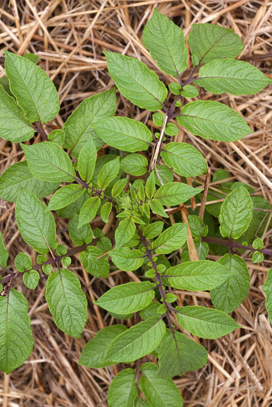 无人,农田,竖图,俯视,室外,特写,白天,庄稼,农作物,美景,叶子,阴影,反射,影子,景观,稻草,绿叶,自然,嫩叶,景色,自然风光,叶,叶片,彩图,高角度拍摄,耕地,庄稼田