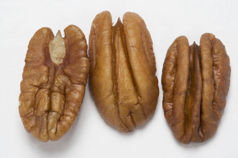 无人,横图,俯视,室内,特写,白天,白色背景,餐桌,桌子,一排,阴影,整齐,反射,影子,核桃,坚果,褐色,果实,排列,三个,干果,摄影,影棚,餐台,队列,小核桃,山核桃,胡桃,羌桃,美洲山核桃,彩图,高角度拍摄,影棚拍摄,拍摄