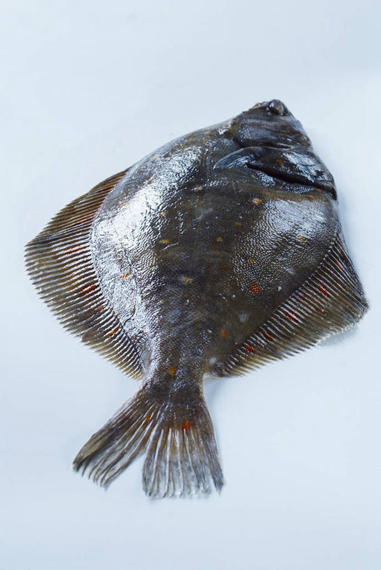 海鲜,无人,竖图,俯视,室内,特写,白天,白色背景,比目鱼,一条,阴影,反射,鱼,影子,水产,海洋生物,摄影,影棚,死亡,水生动物,海产品,水生物,海底动物,殒命,灭亡,鲽鱼,彩图,高角度拍摄,全身,影棚拍摄,拍摄