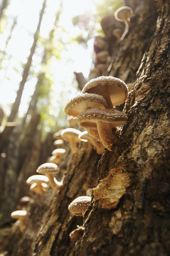 无人,竖图,室外,特写,白天,仰视,森林,树林,植物,蔬菜,朦胧,模糊,新鲜,菌菇,香菇,食品,菌类,树,树木,食物,绿色,自然,食用菌,有机食品,绿色食品,生长,成长,彩图,低角度拍摄