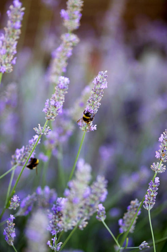 无人,竖图,俯视,室外,特写,白天,爱情,花海,花圃,美景,植物,蜜蜂,叶子,阴影,朦胧,模糊,盛开,光线,昆虫,影子,景观,浪漫,花蕾,停留,花,花瓣,花朵,花卉,鲜花,绿色,紫色,阳光,自然,动物,香草,花丛,花束,花田,花苞,花蕊,薰衣草,两只,景色,自然风光,呼吸,益虫,灵香草,黄香草,奇迹,彩图,高角度拍摄,全身