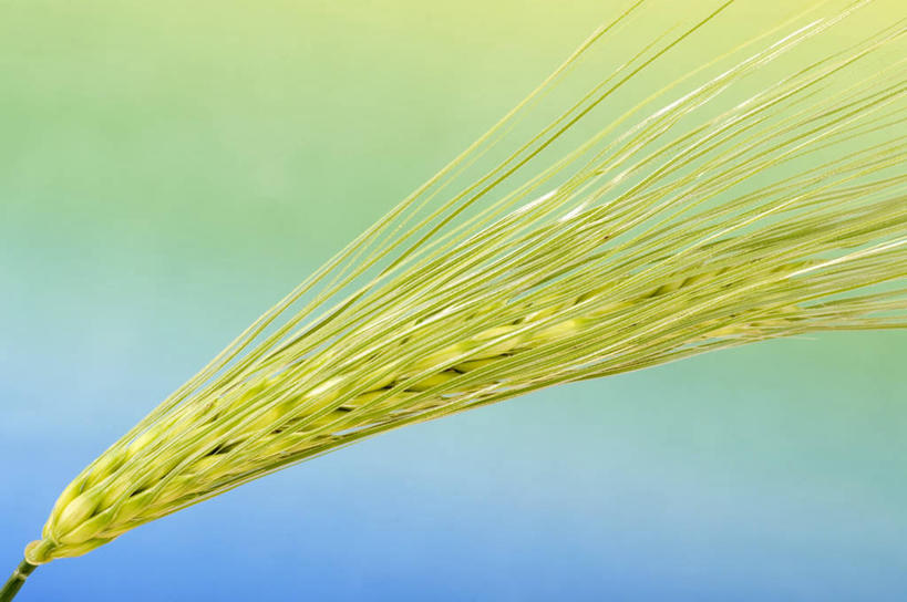 无人,横图,俯视,室内,特写,白天,农作物,小麦,阴影,反射,影子,谷物,黄色,摄影,麦子,影棚,彩图,高角度拍摄,影棚拍摄,拍摄