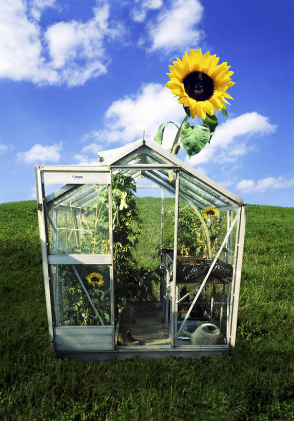 无人,竖图,室外,白天,正面,爱情,幸福,草地,草坪,美景,太阳,植物,向日葵,阴影,盛开,光线,影子,景观,云,云朵,花蕾,云彩,温室,草,花,花瓣,花朵,鲜花,一朵,蓝色,绿色,白云,蓝天,天空,阳光,自然,天,花苞,花蕊,景色,设施,晴朗,暖房,防寒,加温,自然风光,透光,光辉,保温,沉默,忠诚,勇敢,投缘,爱慕,高傲,朝阳花,葵花,望日莲,向阳花,转日莲,晴空,彩图