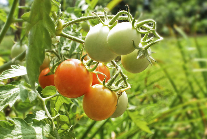 无人,农田,横图,室外,特写,白天,正面,庄稼,农作物,美景,蔬菜,西红柿,小番茄,吊挂,悬挂,朦胧,模糊,新鲜,景观,食品,挂,食物,红色,绿色,自然,景色,有机食品,绿色食品,自然风光,小西红柿,樱桃小番茄,珍珠小番茄,樱桃番茄,圣女果,番茄,彩图,耕地,庄稼田