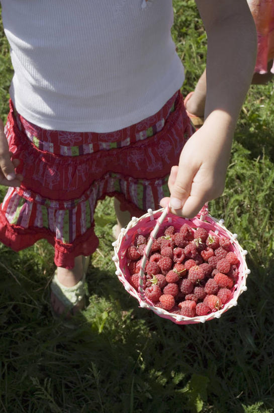 西方人,儿童,一个人,站,交叉,竖图,俯视,室外,白天,纯洁,草地,草坪,植物,竹子,浆果,水果,欧洲,欧洲人,仅一个女性,仅一个人,一堆,许多,握,阴影,堆叠,堆积,竹制,服装,朦胧,模糊,新鲜,编织,光线,篮子,影子,桑葚,生食,食品,果实,很多,拿,拿着,休闲装,草,食物,一个,小孩,衣服,绿色,阳光,竹篮,覆盆子,站着,仅一个小孩,休闲,休闲服,可爱,童年,童趣,握着,服饰,有机食品,绿色食品,单个,竹条,堆,交织,竹制品,童真,烂漫,无邪,穿插,天真,女孩,女人,女性,白种人,孩子,站立,半身,彩图,高角度拍摄,女生
