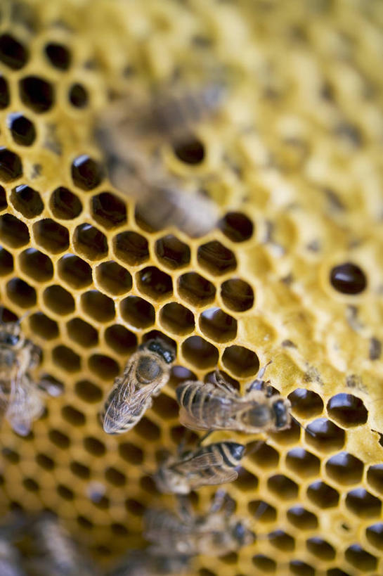 蜂蜜,无人,竖图,俯视,室内,特写,白天,蜜蜂,许多,阴影,朦胧,模糊,反射,纹路,昆虫,蜂巢,蜂窝,纹理,影子,动物,趴着,花蜜,益虫,肌理,止痛,解毒,冬酿,石蜜,趴,彩图,高角度拍摄,全身