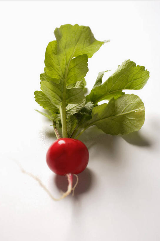 无人,竖图,俯视,室内,特写,白天,白色背景,餐桌,桌子,萝卜,蔬菜,叶子,阴影,新鲜,反射,影子,食品,绿叶,食物,一个,红色,嫩叶,摄影,有机食品,绿色食品,影棚,水萝卜,单个,餐台,叶,叶片,彩图,高角度拍摄,影棚拍摄,拍摄