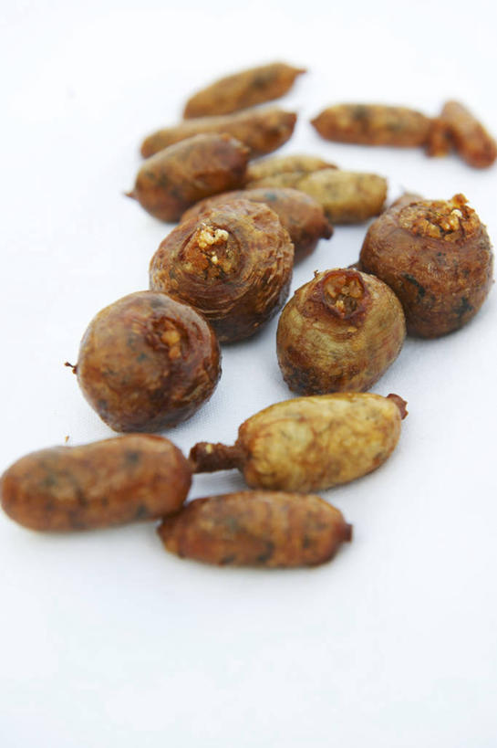 肠,无人,竖图,俯视,室内,特写,白天,白色背景,桌面,桌子,许多,阴影,反射,木制,影子,肉,牛肉,很多,肉类,木制品,摄影,影棚,肉食,彩图,高角度拍摄,影棚拍摄,拍摄,牛肠