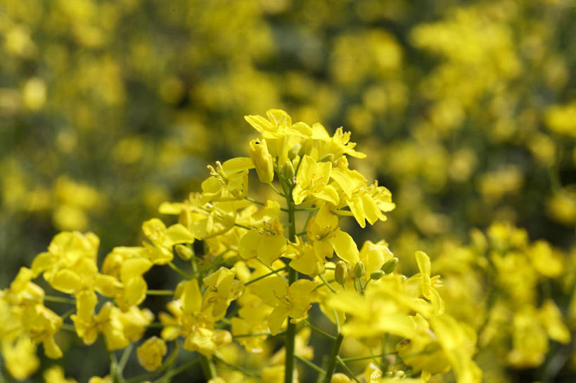 无人,农田,横图,俯视,室外,特写,白天,庄稼,农作物,花海,花圃,美景,植物,叶子,阴影,朦胧,模糊,盛开,光线,影子,景观,花蕾,花,花瓣,花朵,花卉,鲜花,绿色,阳光,自然,花丛,花束,花田,花苞,花蕊,油菜花,景色,自然风光,彩图,高角度拍摄,耕地,庄稼田,油菜花田,芸苔,芸薹