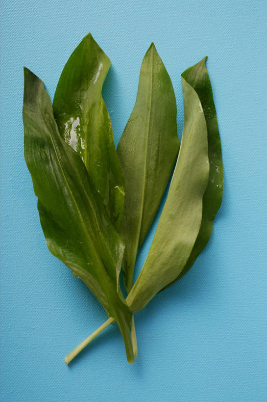 无人,竖图,俯视,室内,特写,白天,植物,桌面,桌子,叶子,阴影,蓝色背景,反射,木制,纹理,影子,绿叶,绿色,木制品,嫩叶,摄影,影棚,肌理,菜芝,山蒜,小根菜,小根蒜,薤白,野葱,野蒜,野小蒜,叶,叶片,叶脉,彩图,高角度拍摄,影棚拍摄,拍摄