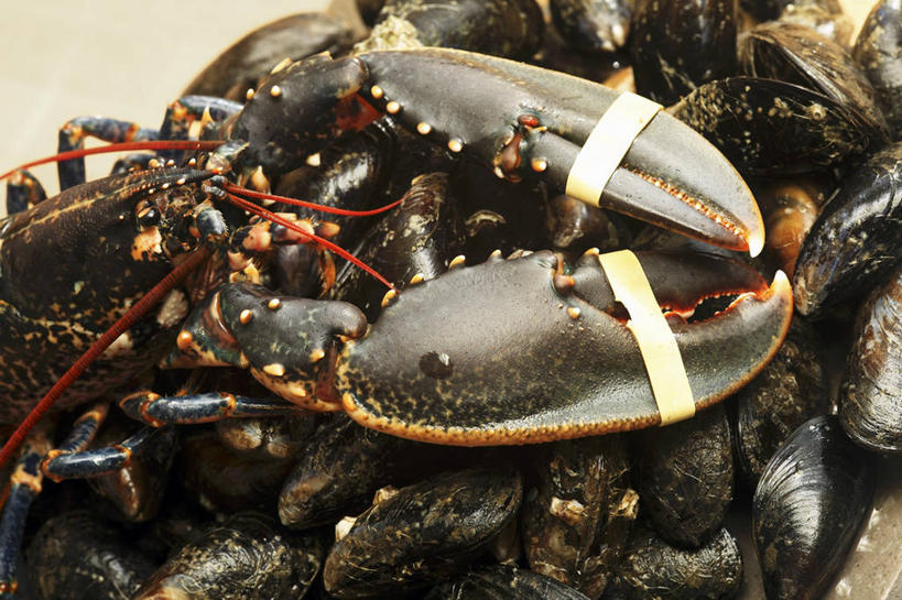 海鲜,龙虾,无人,横图,俯视,室内,特写,白天,桌面,桌子,贝壳,一堆,许多,阴影,堆叠,堆积,反射,木制,影子,虾,很多,水产,海洋生物,黑色,木制品,堆,水生动物,海产品,贻贝,水生物,海底动物,海虹,淡菜,壳菜,青口,彩图,高角度拍摄