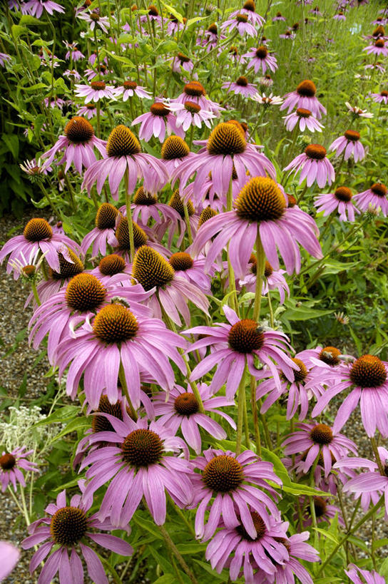 无人,竖图,俯视,室外,特写,白天,花海,花圃,美景,植物,叶子,朦胧,模糊,盛开,景观,花蕾,花,花瓣,花朵,花卉,鲜花,绿色,自然,花丛,花束,花田,花苞,花蕊,景色,松果菊,自然风光,紫锥花,紫锥菊,放弃,懈怠,彩图,高角度拍摄