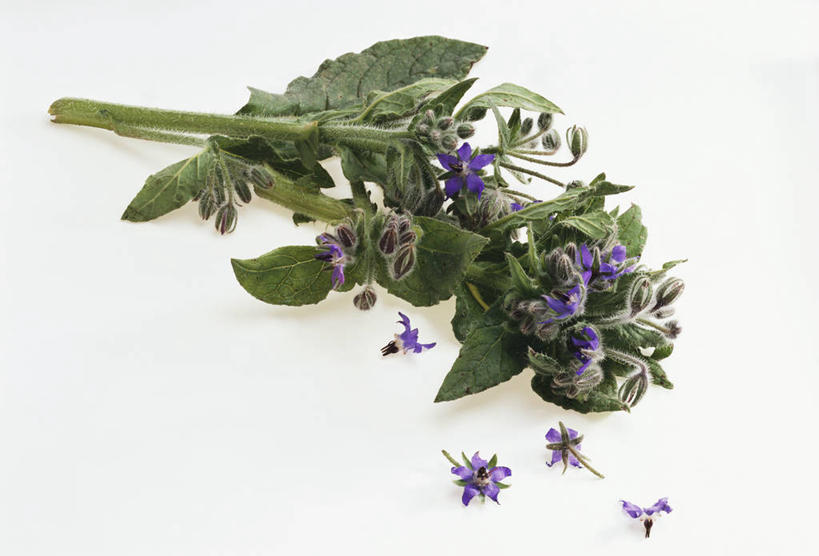 无人,横图,俯视,室内,特写,白天,白色背景,植物,桌面,桌子,叶子,阴影,盛开,反射,木制,纹理,影子,绿叶,草药,药草,花蕾,中药,花,花瓣,花朵,鲜花,绿色,木制品,花苞,花蕊,嫩叶,摄影,影棚,药材,中草药,琉璃苣,中药材,本草,肌理,茈草,鸦衔草,紫草,紫丹,叶,叶片,叶脉,彩图,高角度拍摄,影棚拍摄,拍摄